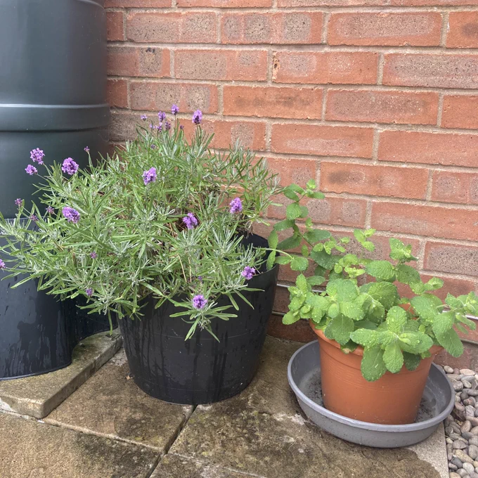 Lavender and mint plants next to a water butt