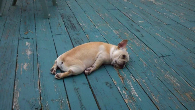 a dog laying flat on the floor (resting)