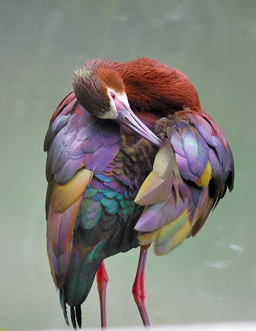 A tall, colorful bird with purple, crimson, teal and gold feathers cleans itself with its long beak. 