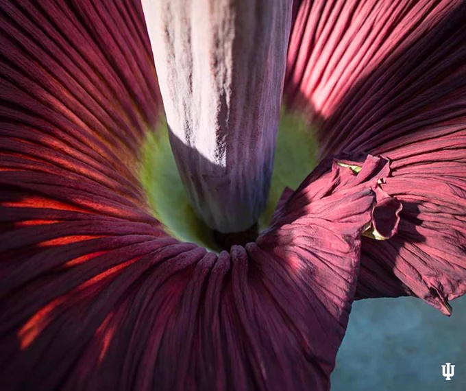 Photo looking into the middle of Wally, the corpse plant’s bloom, with a large brown and green stem and maroon petals.