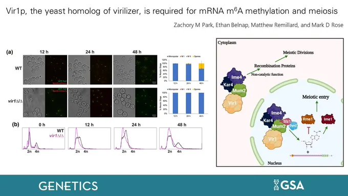 Vir1p, the yeast homolog of virilizer, is required for mRNA m6A methylation and meiosis