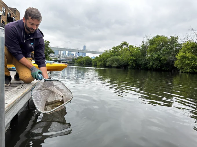 Shedd's Dr. Happel releases a Common Carp into the Chicago River.