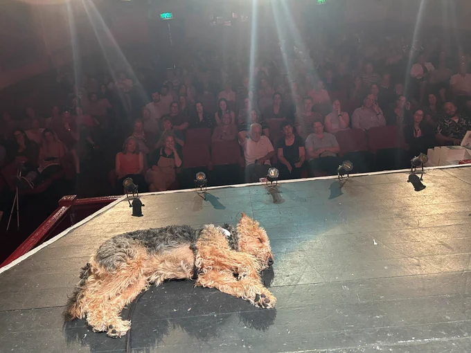 A scruffy Airedale terrier called Pip conked out on the stage of a small theatre.