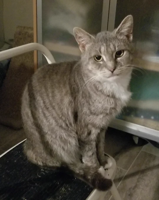 A grey tabby cat sits looking at the camera with pale green eyes. She looks old and scruffy despite only being one year old.