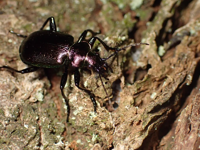 Calosoma inquisitor - the caterpillar hunter
