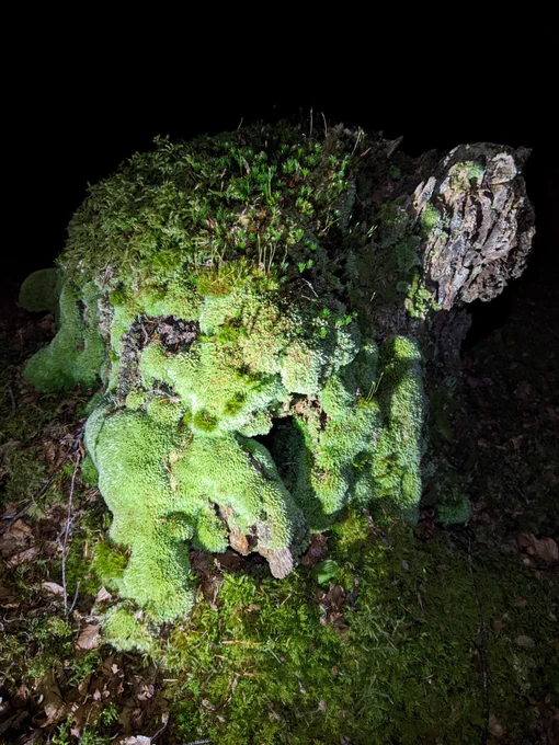 Stump covered in pin cushion moss