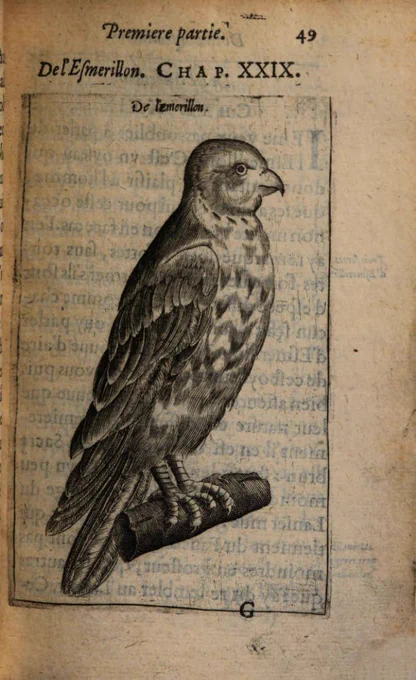 Engraving from 1605 of a bird of prey