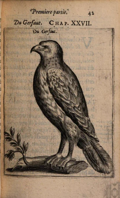 Engraving from 1605 of a bird of prey