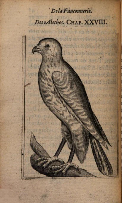 Engraving from 1605 of a bird of prey