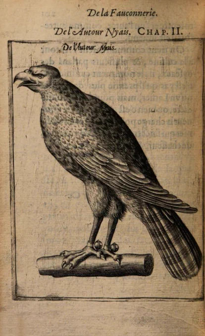 Engraving from 1605 of a bird of prey
