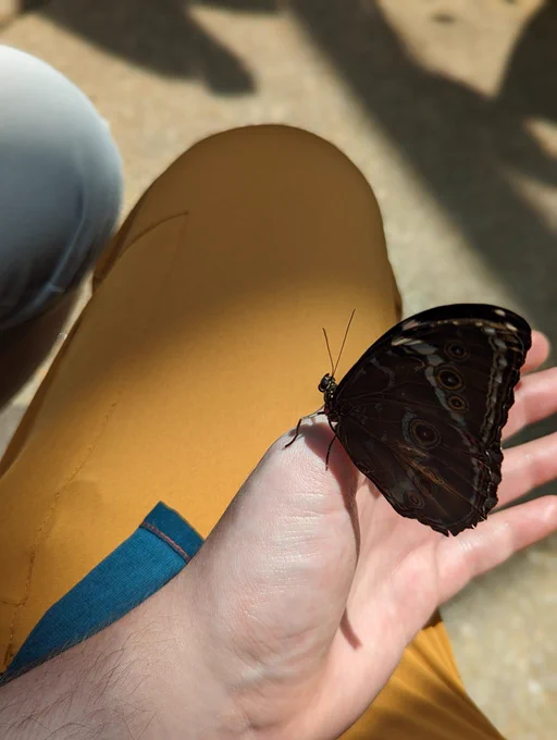 Butterfly photo, wings closed while chilling on my hand. It has dark wings, with circle detailing - against the background of yellow pants and pavement.