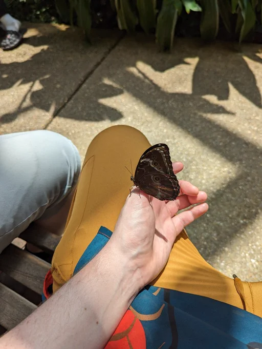Butterfly photo, wings closed while chilling on my hand. It has dark wings, with circle detailing - against the background of yellow pants and pavement.