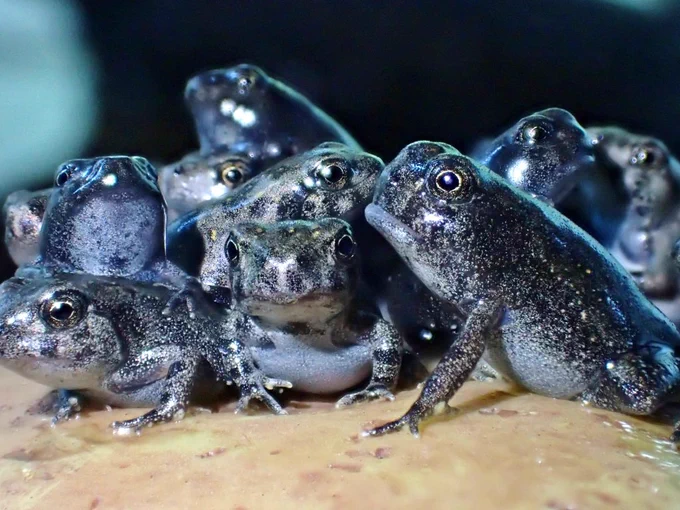 A group of fowleri toadlets. they are clustered together and look very silly.