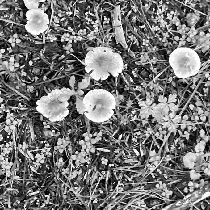 The cover image for Headland Issue 19 is a black and white close-up photo of grass, showing all the interesting textures in a lawn. There are small mushrooms bursting through, and a twig lying across the image.