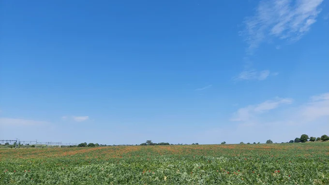 A big blue sky with just a couple of wispy white clouds, above a green field dotted with red poppies.