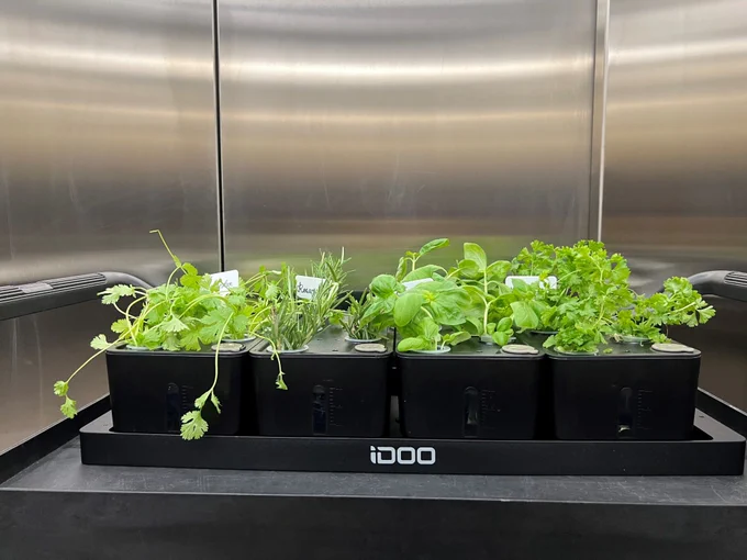 A photo of a hydroponic growth unit inside a metal room. Herbs are growing including coriander, rosemary, basil and parsley.