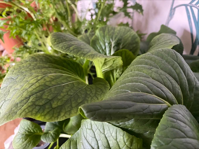 A close up of pak choi leaves growing in a hydroponic unit.
