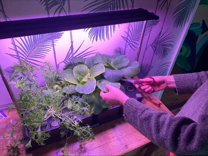 A photo of someone chopping of Pak Choi leaves from a hydroponic unit with a pink lamp growing mizuna and pak choi.