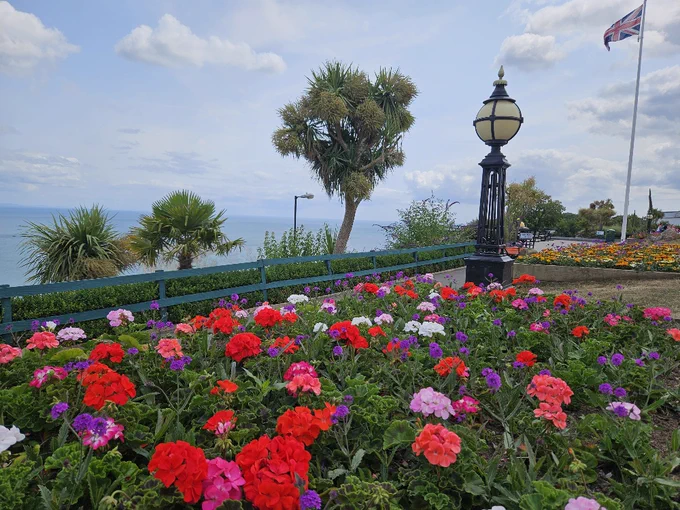 bedding plants in colour