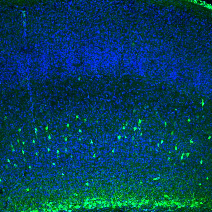 Image of Lpar1-eGFP neurons in rodent somatosensory cortex: fluorescent green nerve cells – increasing in density towards the bottom of the image, are framed against a backdrop of blue nuclei.