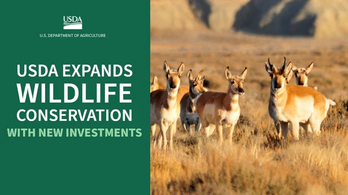 image: pronghorn standing in a field

text: USDA expands wildlife conservation with new investments