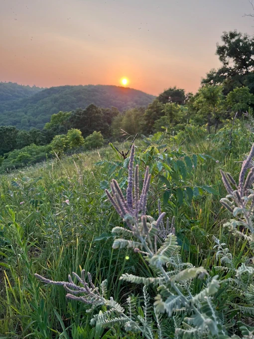 Tall purple flowers stand out in a green prairie at sunset on a ridge. The sky is orange and light blue. 