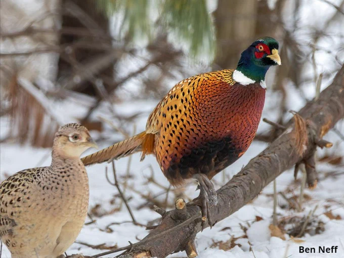a hen and rooster pheasant pausing in a light dusting of snow