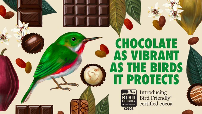 An illustration of a Broad-billed Tody surrounded by chocolate products and cocoa flowers and leaves with text that reads "Introducing Bird Friendly® certified cocoa" and "Chocolate as vibrant as the birds it protects"