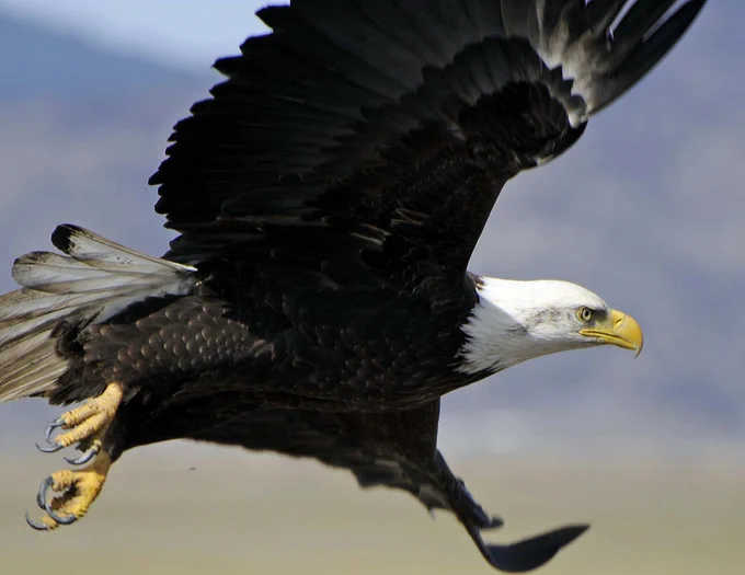 A side view of a bald eagle mid flight. NAID: 166701512