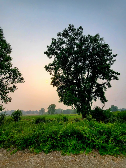 Image of a tree 