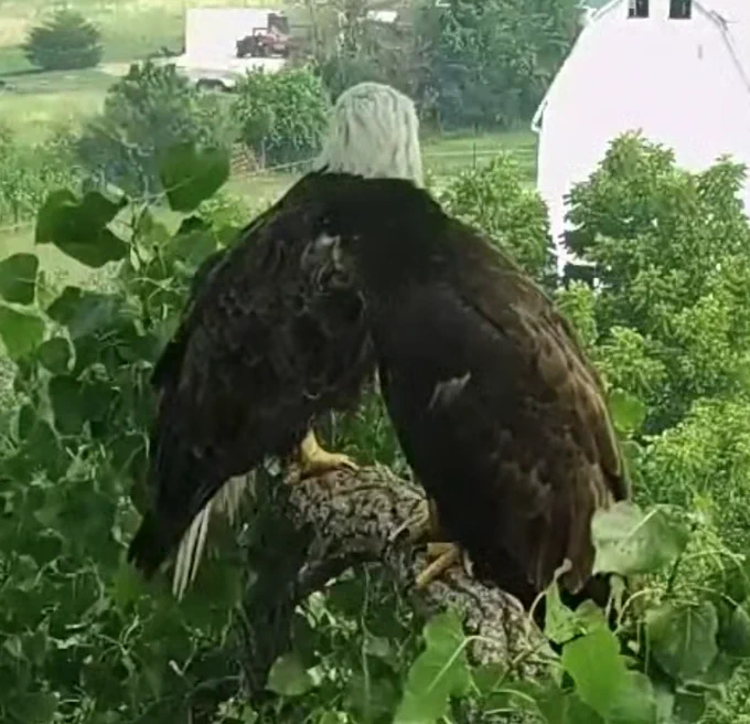 Mama and fledgling just about to leave the nest tree in Decorah Iowa. The air is smokey from the Canadian fires.