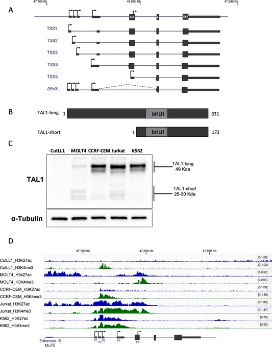 Data showing that the TAL1 gene codes for 6 mRNA isoforms that translate to 2 protein isoforms.