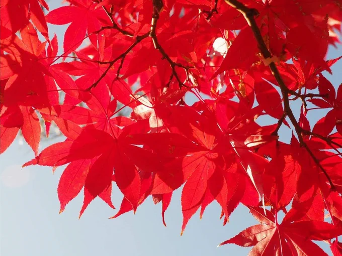 Maple leaves in summer against a blue sky background