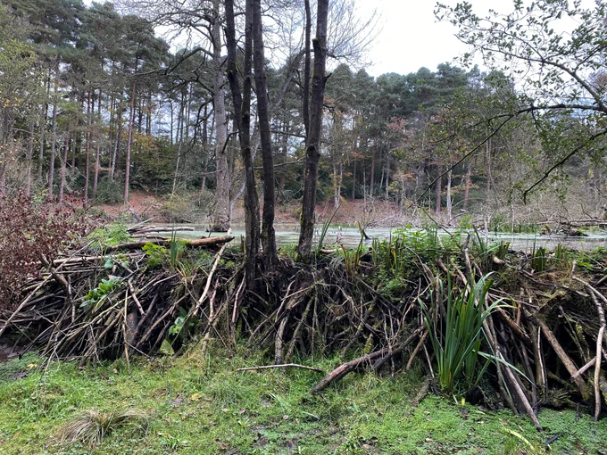 A picture of a living beaver dam holding back water. Image by Alastair Driver.