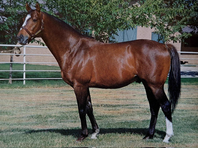 PRESENT VALUE 🇨🇦1984
(HALO - FAIRY REGAL BY VICEREGAL)
#PresentValue
B/ Kinghaven Farms (On) May 23, 1984.
O/ Bligh & Fontana
T/ Jerry M. Fanning
42-15-5-3---$1,153,853
Michigan Mile & ⅛ H G2, Goodwood H G3, National Jockey Club H G3, Canterbury Cup G3, Harold C. Ramser Sr, H G3, Portland Mile, Equipoise Mile G3.
2nd Sporting Plate H, Berkeley H.
3rd San Pasqual H G2, Durham Cup , Stephen Foster H G3.
NTR Canterbury 1⅛m 1,47,80.
Stood Harris Farm, Lakeview tb Farm, Sired Current Worth, Fog City Willy, JR Holmes, Mr Joe C, Unlimited Value, Windys Halo.
Died 2005