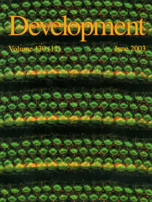 Confocal image of the luminal surface of the
organ of Corti illustrating the uniform orientation of
hair cell stereociliary bundles. Development of this
planar polarity occurs during the late embryonic and
early postnatal periods, and is regulated by Wnt
signaling. Filamentous actin, including stereocilia, is
labeled in green; acetylated tubulin, including the
kinocilium located at the vertex of each stereociliary
bundle, is labeled in red.