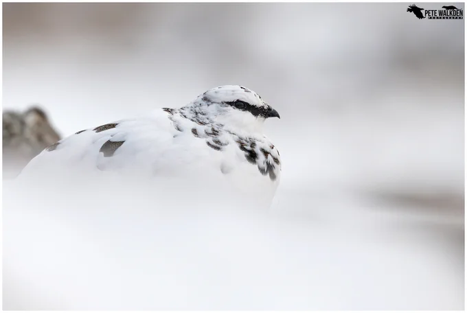 A male ptarmigan sitting in the snow on a hillside in the Scottish Highlands.