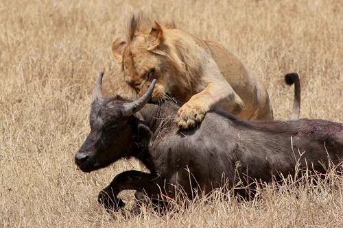 The lion kills without worrying about morality