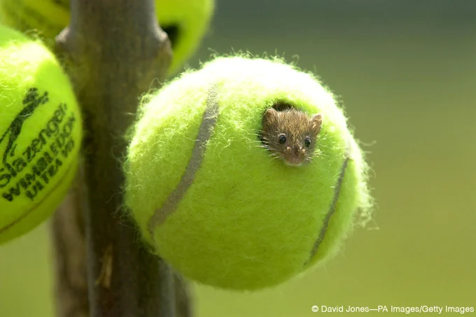 Tiny mouse peeks out from a hole in a bright yellow tennis ball attached to a tree branch.