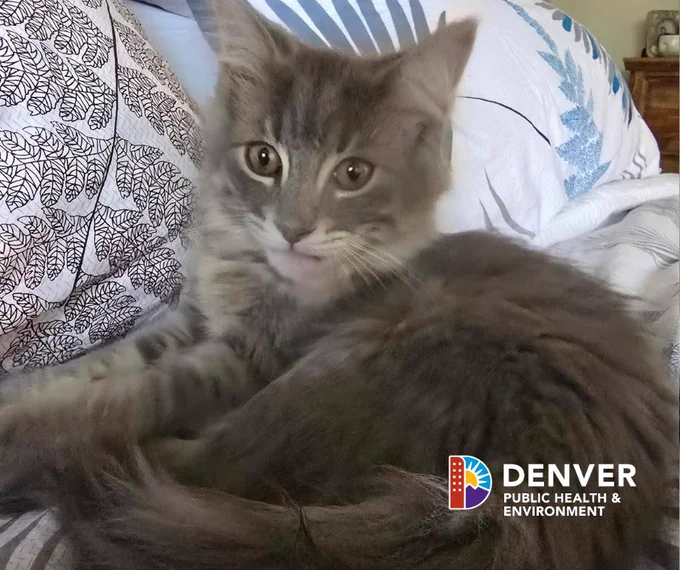 Gray cat laying on a bed.
