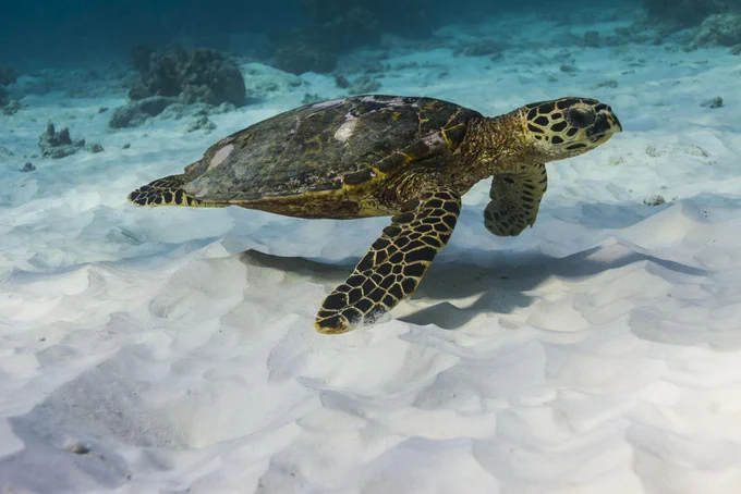 Hawksbill Sea Turtle
Photo 600531103 by Kacper Samuła @iNaturalist (CC BY-NC)