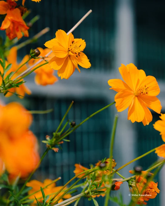 A close-up photo of vibrant orange flowers against a blurred blue and white metal background. In the lower right-hand corner, on-screen text reads: “© Shiho Kawahara.” 