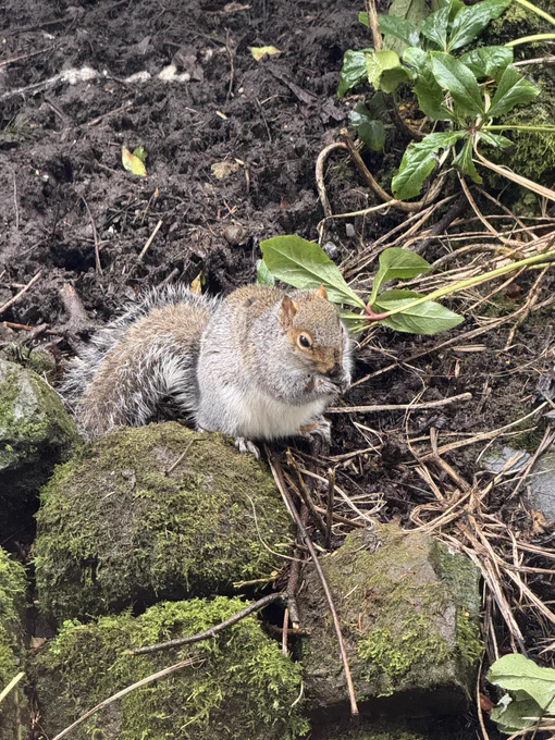 A grey squirrel sits on a missy rock nibbling something its holding. Textures and muted colours can be beautiful too. iPhone photo by James Walker Ayrshire photographer.