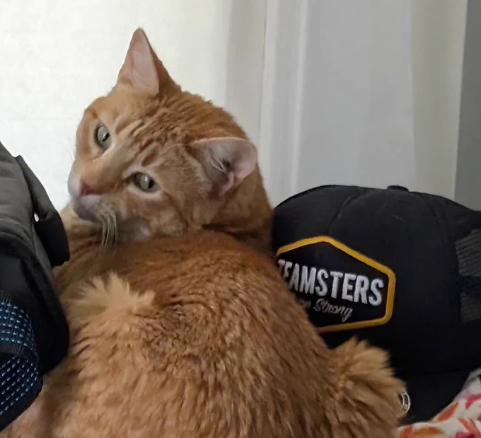 an orange cat is all rumpled sitting in some various stuff including a teamsters ball cap