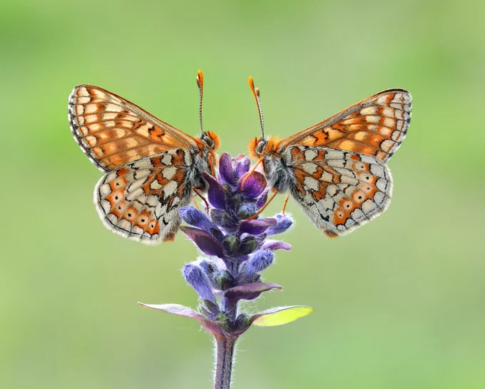 Side view of two Marsh Fritillary butterflies facing each other on a purple bugle flower.