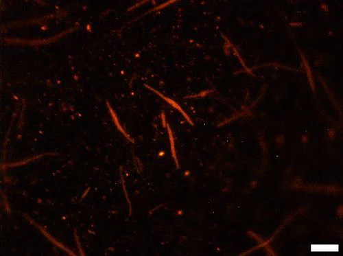 Representative epifluorescence micrograph of sterilized compost inoculated with 106 c.f.u. E. coli O157/g and incubated to induce cell elongation. Scale bar represents 10 µm.