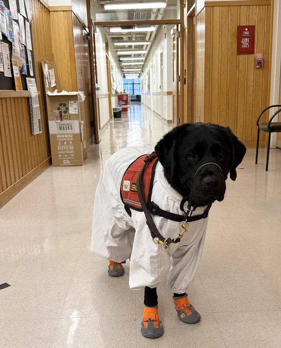 Pax standing in  a hallway wearing a white service dog lab coat and boots and a red service dog vest. 