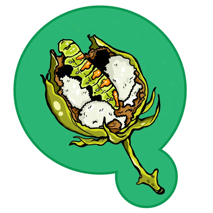 Illustration of cotton bollworm in a cotton boll. 