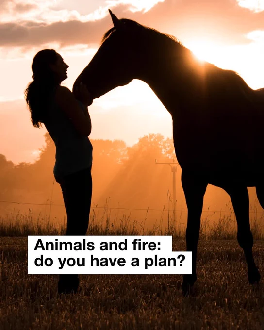 Person standing next to a horse in a field at sunset, with the text "Animals and fire: do you have a plan?" overlaying the image.