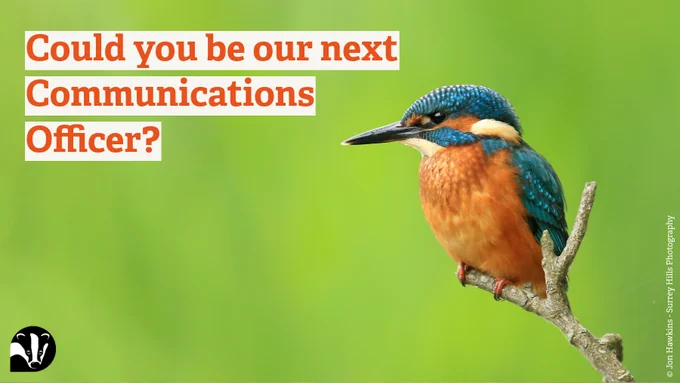 A photo of a Kingfisher perched on a branch against a bright green background with text that reads 'Could you be our next Communications Officer?'.